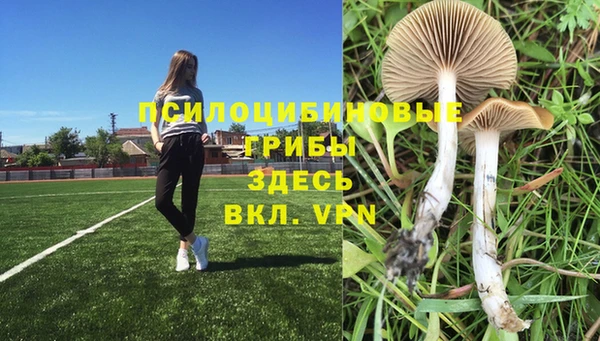 индика Богданович